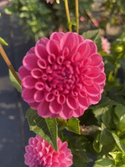 Dahlia Tuber Bundle #2– Designer Blend Collection