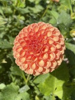 Amber Queen Dahlia Tuber – Bronze 2" Blooms
