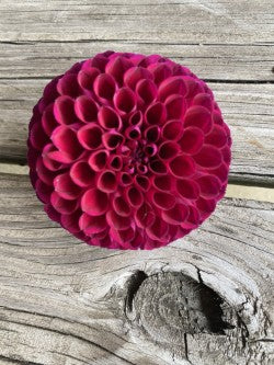 Jessie G Dahlia Tuber – Ball Purple 4" Blooms