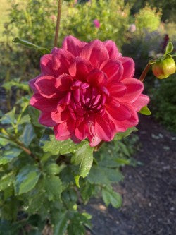 Bowser Tash Dahlia Tuber Miniature Formal Decorative Red 4-5" Blooms