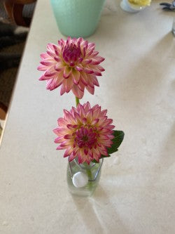 Valley Porcupine Dahlia Tuber Novelty Pink 3-4" Blooms