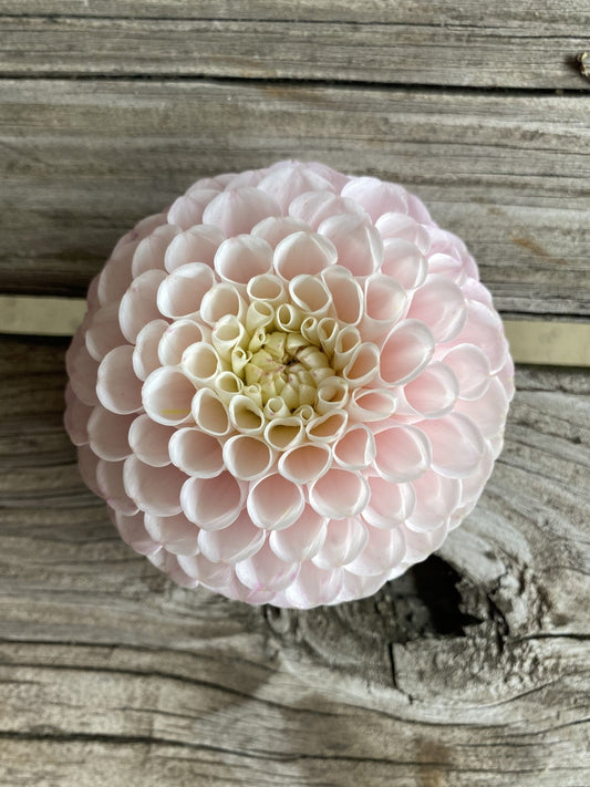 Pink flower on a wooden surface
