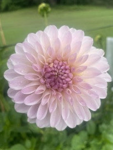 Pink flower with a green background