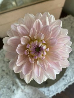 Silver Years Dahlia Tuber Waterlily Light Blend 4–5" Blooms