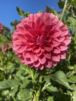 Dahlia Tuber Bundle #3– Soft Romance Collection