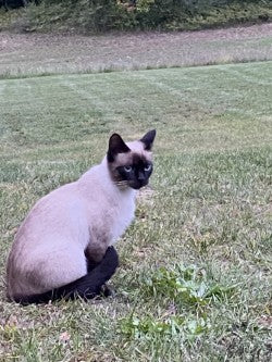 Bloomquist Champion Dahlia Tuber – Miniature Ball Dark Red 3" Blooms