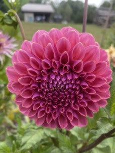 Polventon Kristobel Dahlia Tuber – Miniature Formal Decorative Dark Pink 5" Blooms