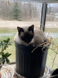 Skeena Nana Dahlia Tuber – Formal Decorative, Blush Pink, 3–5" Blooms