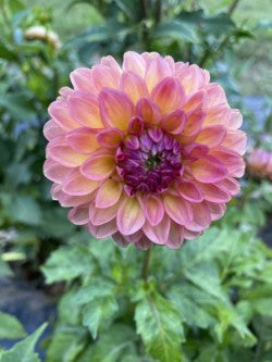 Doodlebug Dahlia Tuber – Miniature Formal Decorative Dark Blend 3" Blooms