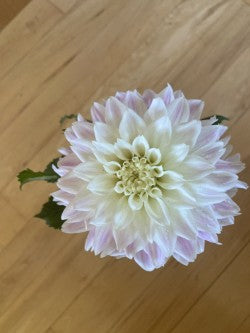 Dahlia Tuber Bundle #3– Soft Romance Collection