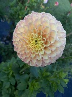 Oreti Adele Dahlia Tuber – Formal Decorative Light Blend 3.5-4" Blooms