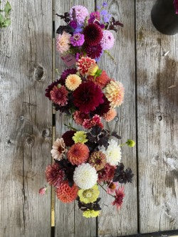 Mystery Dahlia Tuber fun surprises from our named varieties, sold at special pricing