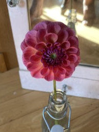 Pink flower in a clear bottle with a white cap on a wooden surface.