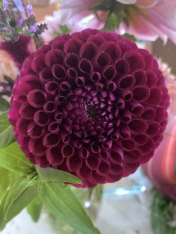 Chimacum Troy Dahlia Tuber – Ball Purple 4-5" Blooms