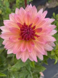 Bristol Karma Dahlia Tuber – Pink Semi-Cactus, 6" Blooms