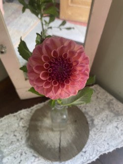 Ice Tea Dahlia Tuber – Miniature Formal Decorative Orange 4" Blooms