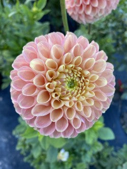 Clearview Peachy Dahlia Tuber – Ball Pink 5" Blooms