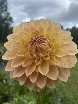 "Not Chateau Mystery" Dahlia Tuber – Formal Decorative Golden Tan 7" Blooms