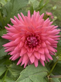 Clearview Ginger Dahlia Tuber – Cactus Dark Pink 5" Blooms