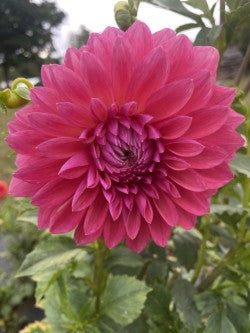 Scaur Swinton Dahlia Tuber Formal Decorative Dark Pink 6–8" Blooms