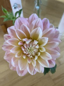 Large pink flower on a wooden surface