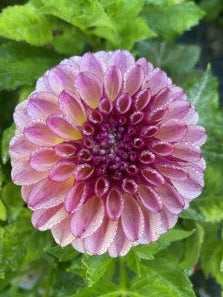 Ferncliff Thunder Dahlia Tuber – Purple Informal Decorative, 4-5" Blooms