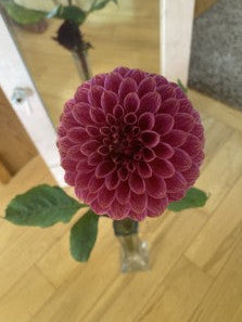 Purple flower in a clear vase on a wooden surface