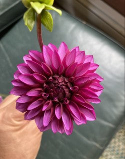 Purple flower held by a hand on a reflective surface