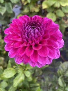 Cryfield Harmony Dahlia Tuber – Formal Decorative Purple 3–4" Blooms