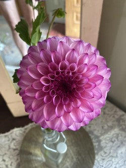 Hilltop Glo Dahlia Tuber – Small Formal Decorative Light Blend 4-5" Blooms