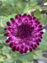 Downham Peggy Dahlia Tuber – Miniature Ball, Purple, 2" Blooms