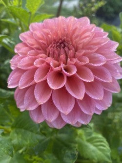 20th Ave Pink Cloud Dahlia Tuber – Formal Decorative, Pink, 6" Blooms
