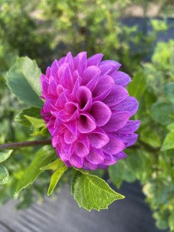 Robann Royal Dahlia Tuber – Miniature Ball Lavender 2–3" Blooms