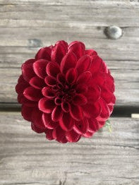 Red flower on a wooden surface