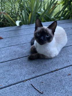Black Narcissus Dahlia Tuber – Laciniated Dark Red 5" Blooms