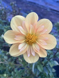 EZ Duzz It Dahlia Tuber Collarette Yellow 3–4" Blooms