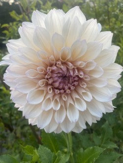 Pearl Dahlia Tuber – Informal Decorative Lavender 6-8" Blooms