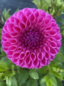 20th Ave For Mom Dahlia Tuber Miniature Ball Dark Purple 3.5" Blooms