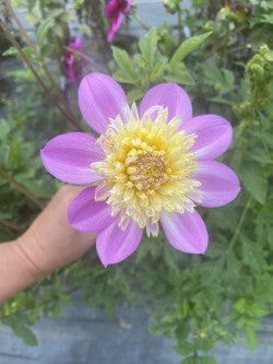 Take Off Dahlia Tuber – Anemone Lavender 4" Blooms