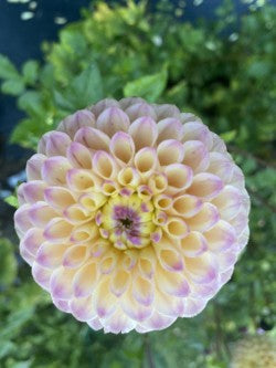 Bloomquist Wonderful Dahlia Tuber – Miniature Ball, Light Blend, 2–3" Blooms