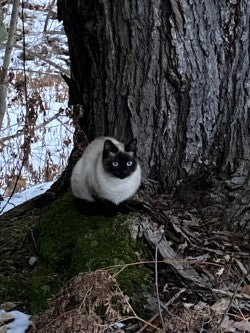 Tahoma Odyssey Dahlia Tuber – Miniature Ball 2.5" Blooms