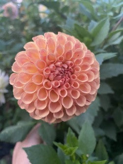 Oh Honey! Dahlia Tuber – Ball, Orange, 4" Blooms