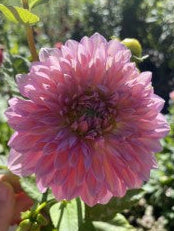 Pink flower with a hand holding a ruler for scale in a garden setting