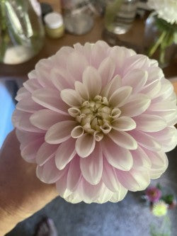 Coseytown Kay Dahlia Tuber Small Informal Decorative Light Blend 4–5" Blooms