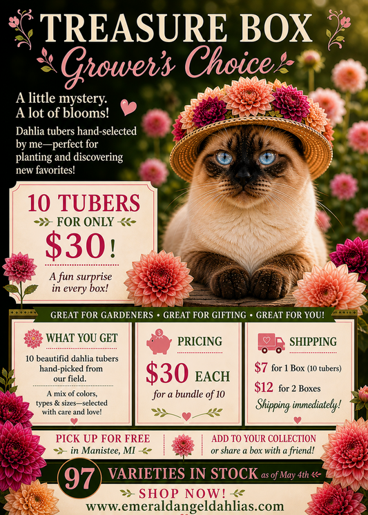 Treasure Box – Grower’s Choice Dahlia Tuber Collection – 10 Named Varieties