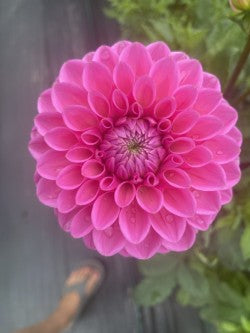 Dahlia Tuber Bundle #2– Designer Blend Collection