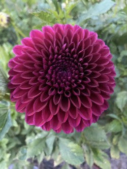 Barbarry Aloha Dahlia Tuber BB Formal Decorative Dark Red 6" Blooms
