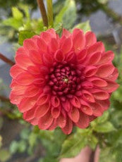 Red flower held by a hand with green leaves in the background