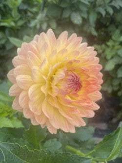 Gabrielle Marie Dahlia Tuber – Informal Decorative Orange 5–6" Blooms