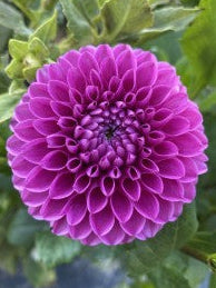 Close-up of a vibrant purple flower with green leaves in the background